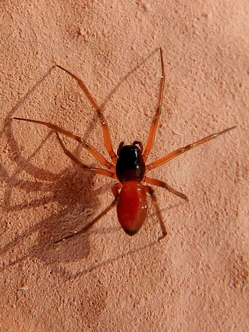 Ostearius melenopygius - Venezia Lido
